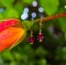Single Crystal Earrings in 18k Gold Vermeil Fuchsia